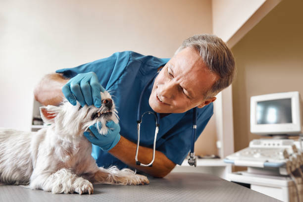 Best Emergency Root Canal Treatment in Ashwaubenon, WI